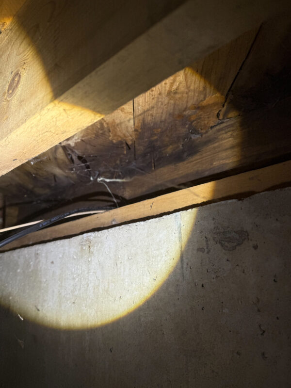 Dolores home inspector mold