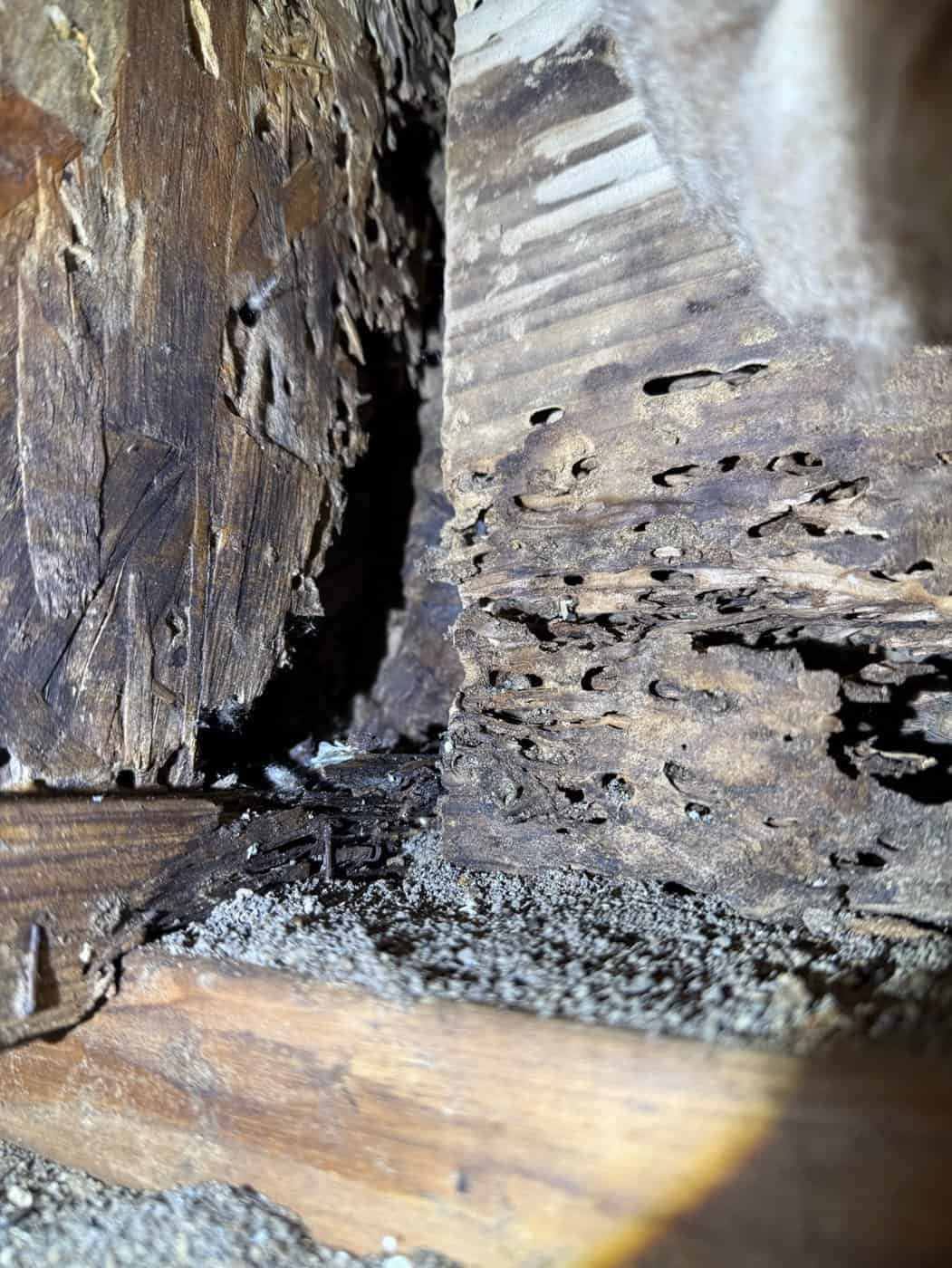 Wood-destroying insect damage in structural framing found during a WDO inspection